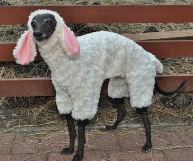 Funny Dogs (22 pics)