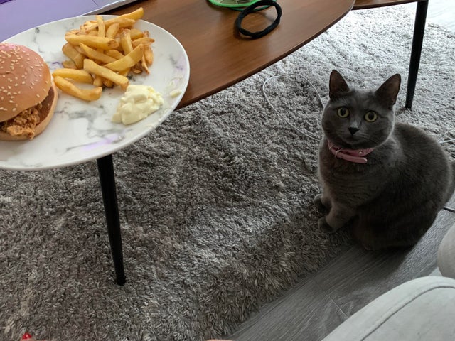 They Need Your Food (21 pics)