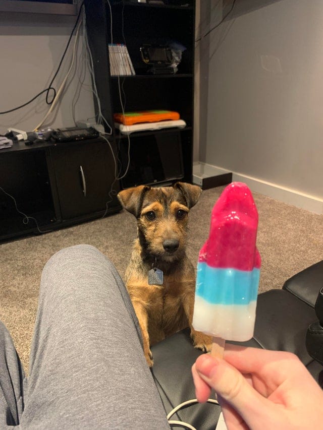 They Need Your Food (21 pics)