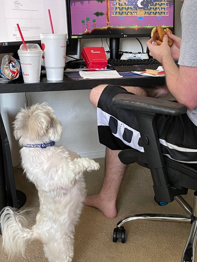 They Need Your Food (21 pics)