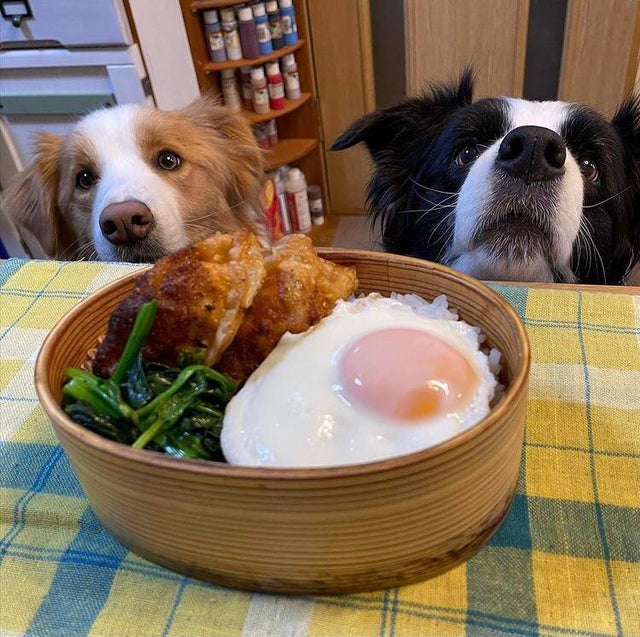 They Need Your Food (21 pics)