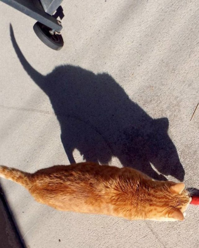 Funny Shadows (23 pics)