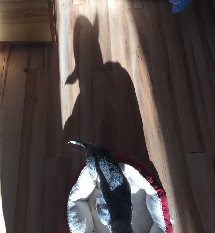 Funny Shadows (23 pics)