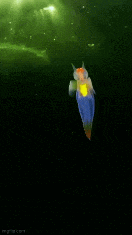 Acid GIFs, January 2 (25 gifs)