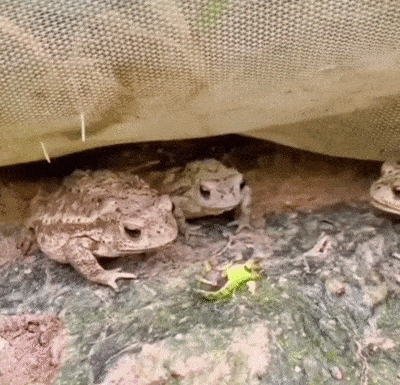 Acid GIFs, January 2 (25 gifs)