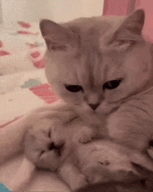 Acid GIFs, January 2 (25 gifs)