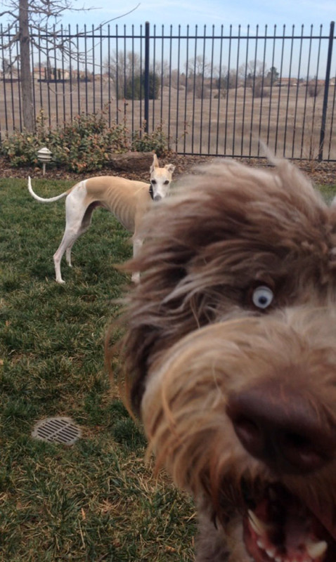 Funny Photobombs (21 pics) Funny Photobombs (21 pics)