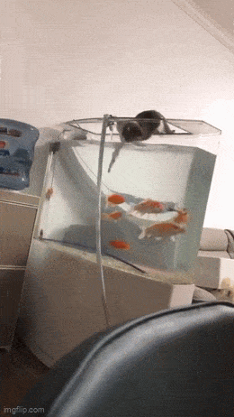 Acid GIFs, January 5 (25 gifs)