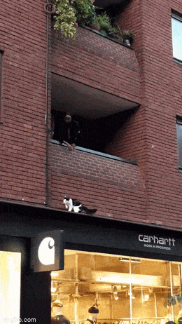 Acid GIFs, January 7 (25 gifs)