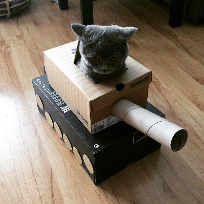Cats In Tanks (23 pics)