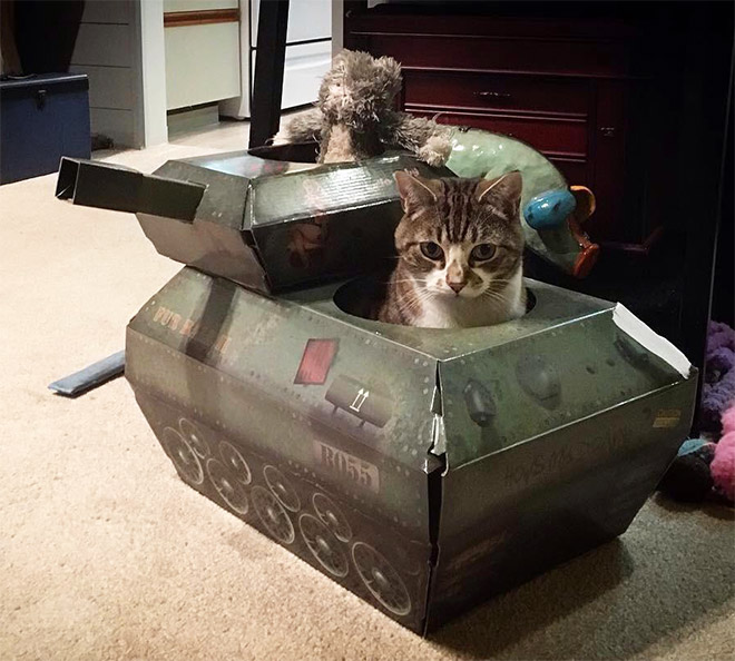 Cats In Tanks (23 pics)