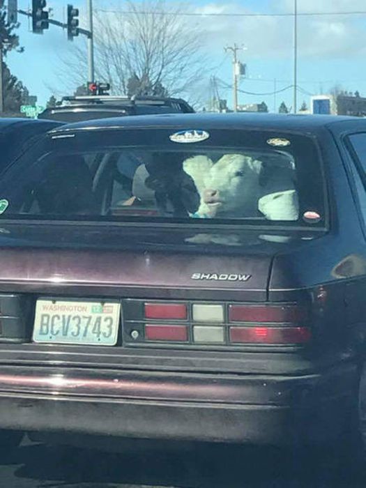 Daily Pictures. Part 1 (63 pics)