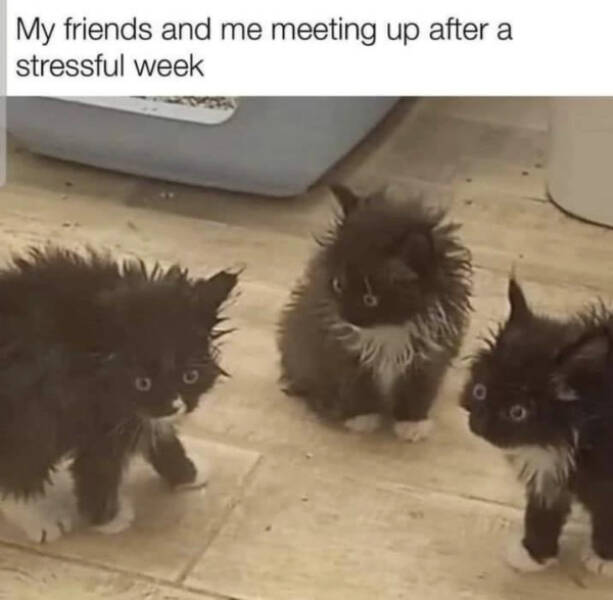 Random Memes (16 pics) Random Memes (16 pics)