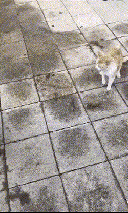 Acid GIFs, January 9 (25 gifs) Acid GIFs, January 9 (25 gifs)