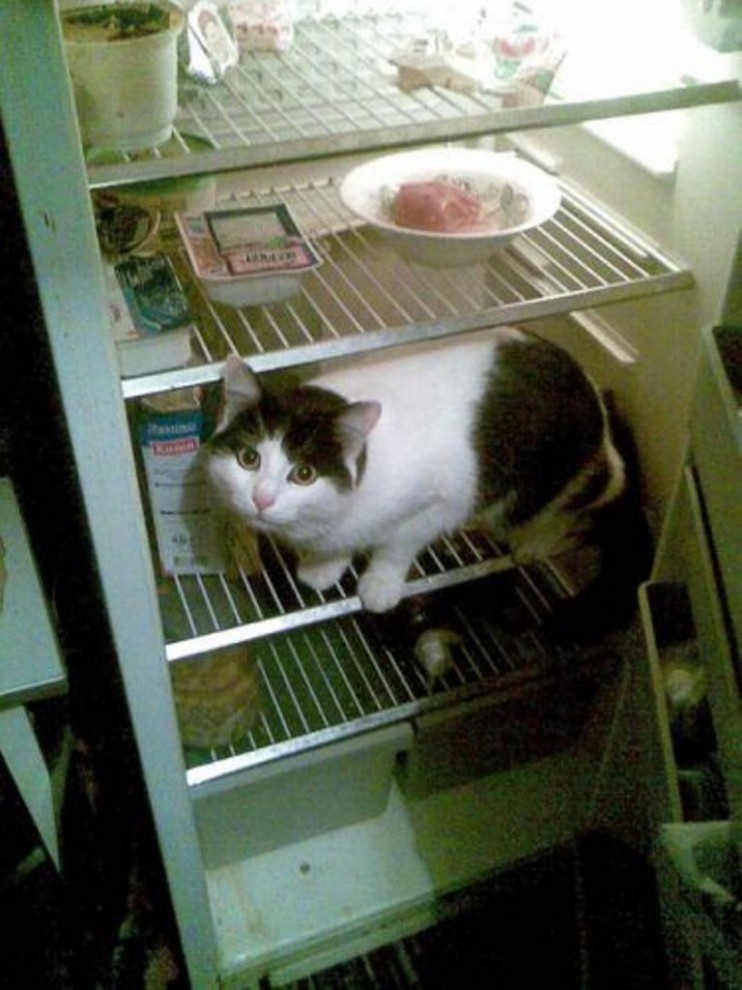 They Like Our Refrigerators (25 pics)