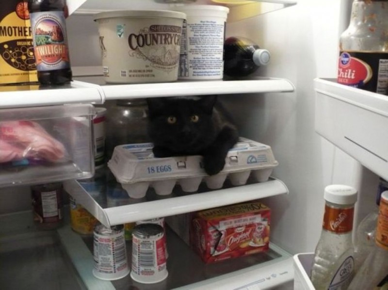 They Like Our Refrigerators (25 pics)