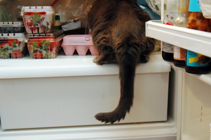 They Like Our Refrigerators (25 pics)
