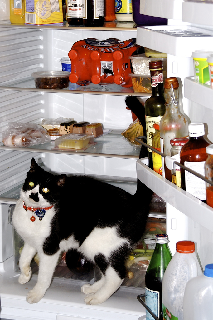 They Like Our Refrigerators (25 pics)