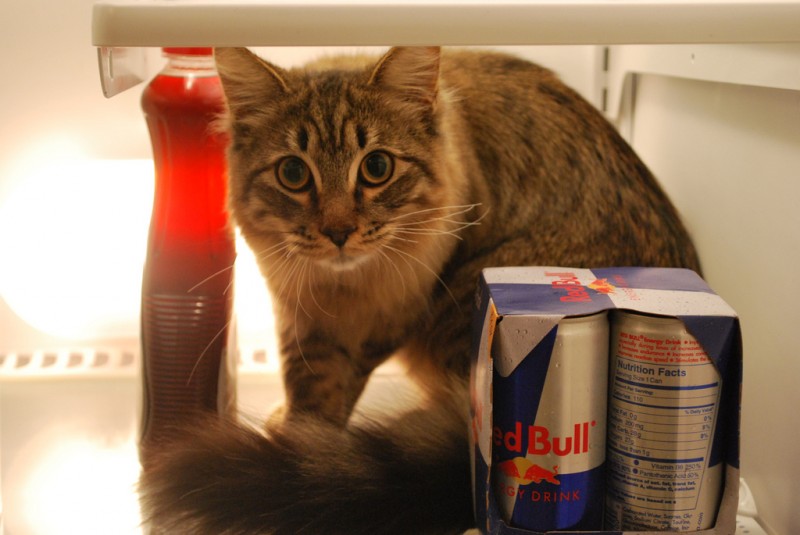 They Like Our Refrigerators (25 pics)