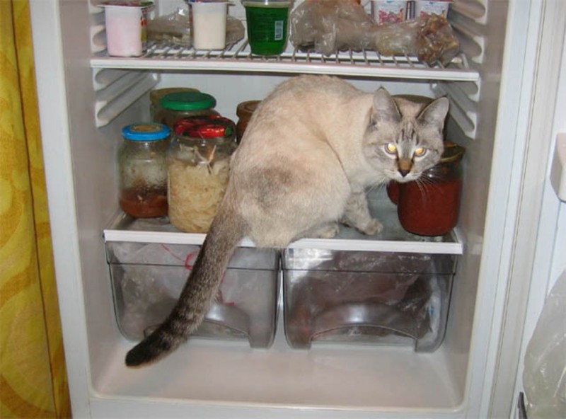 They Like Our Refrigerators (25 pics)