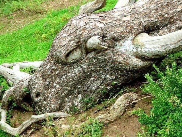 This Is Pareidolia (19 pics)