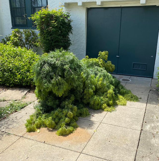 This Is Pareidolia (19 pics)