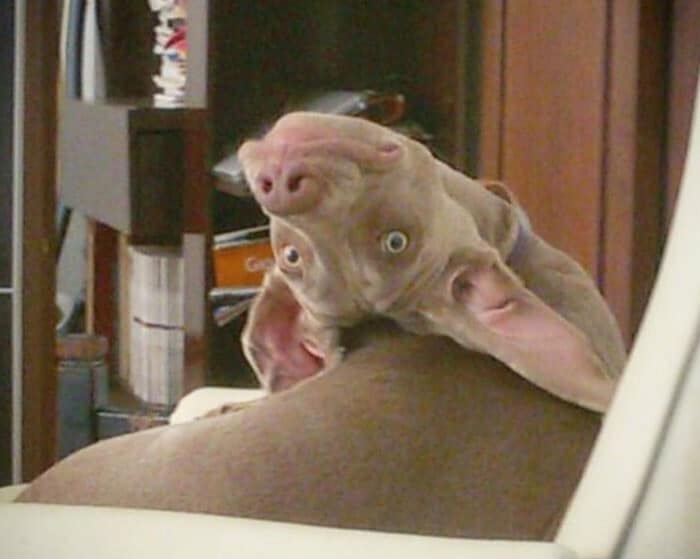 Funny Dogs (25 pics)