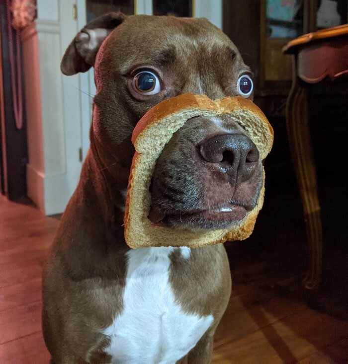 Funny Dogs (25 pics)