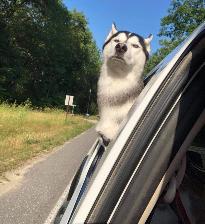 Funny Dogs (25 pics)