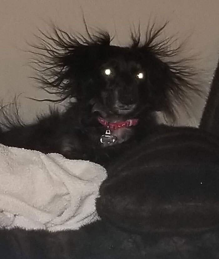 Funny Dogs (25 pics)