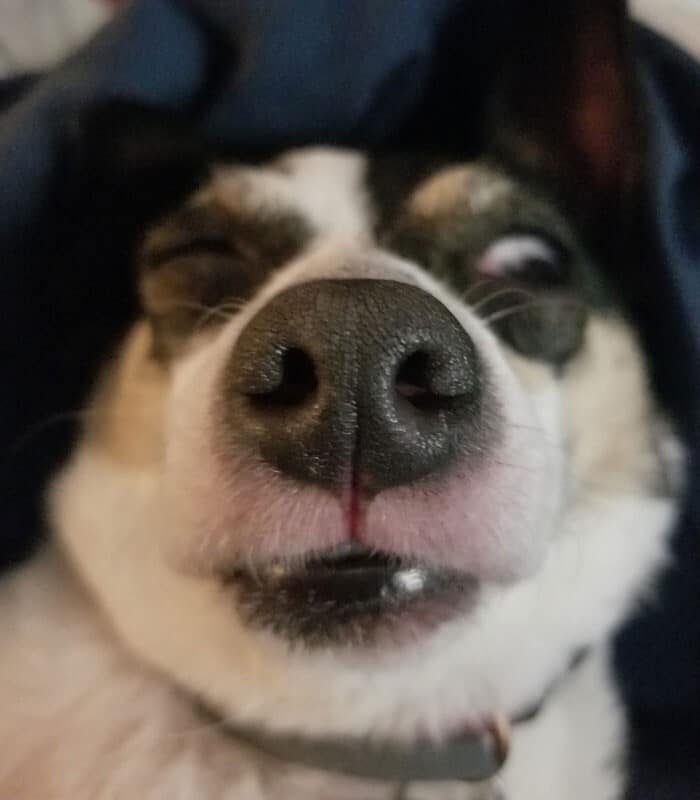 Funny Dogs (25 pics)