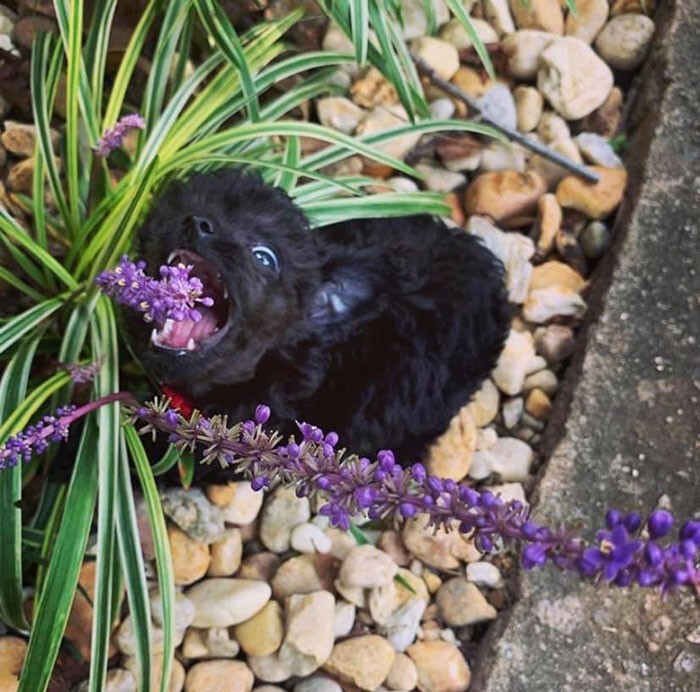 Funny Dogs (25 pics)