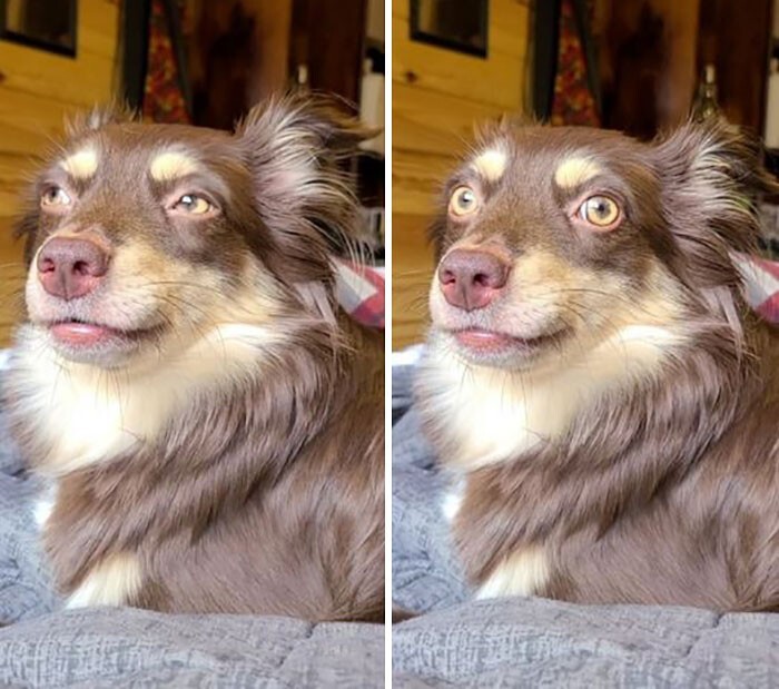 Funny Dogs (25 pics)