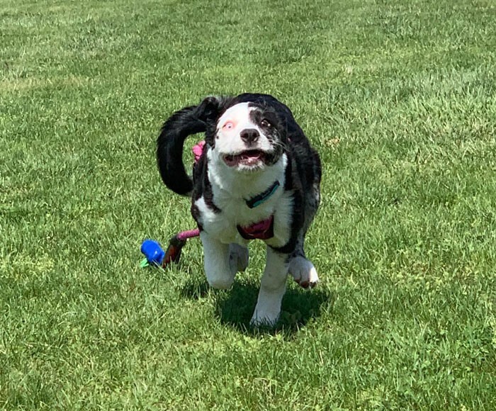 Funny Dogs (25 pics)