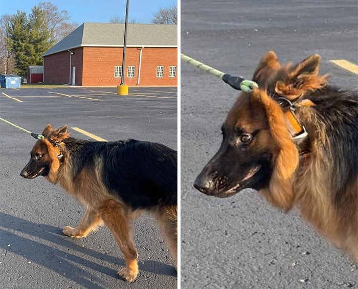 Funny Dogs (25 pics)