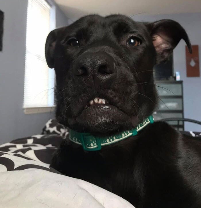 Funny Dogs (25 pics)