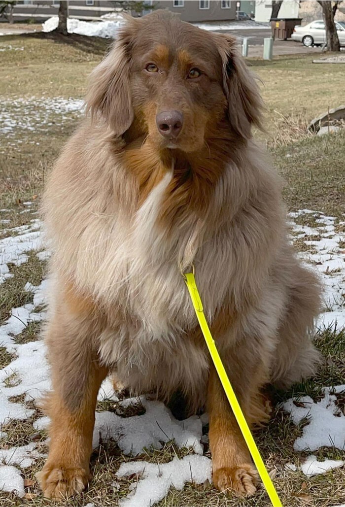 Funny Dogs (25 pics)