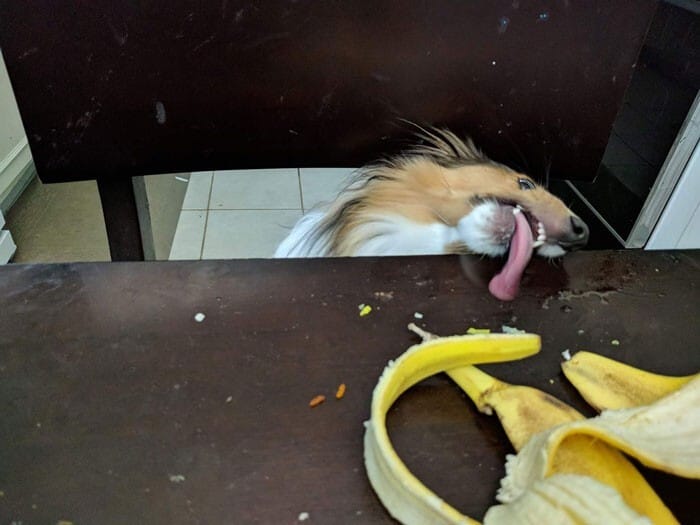 Funny Dogs (25 pics)