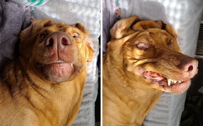 Funny Dogs (25 pics)