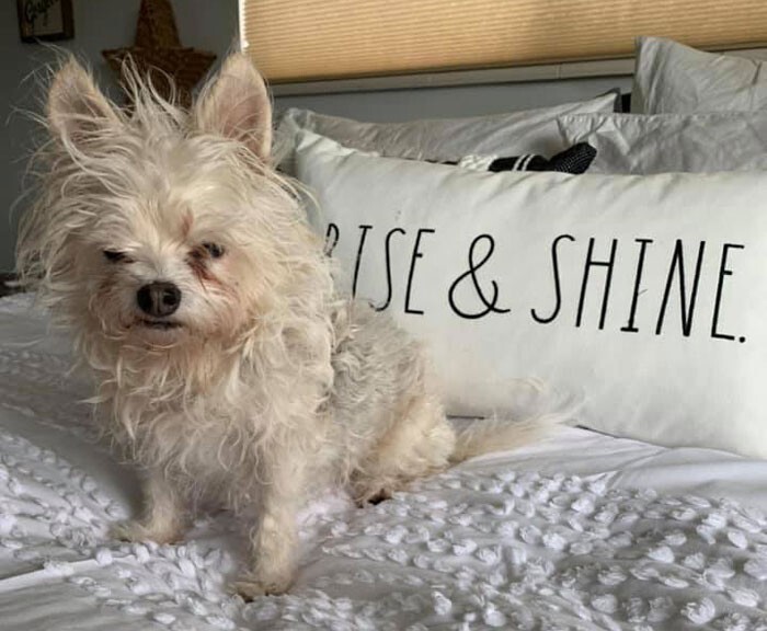 Funny Dogs (25 pics)