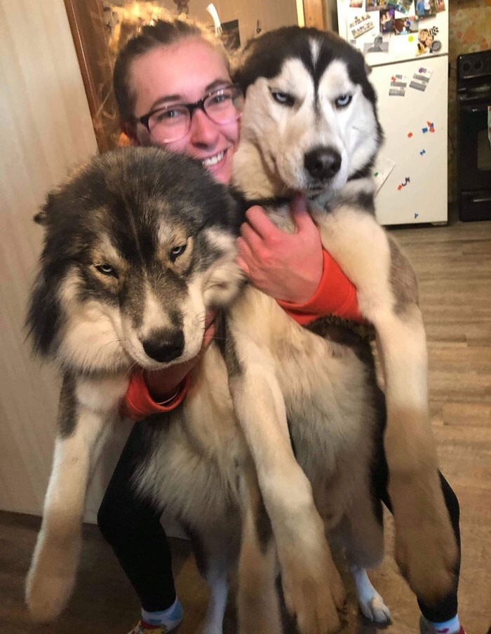 Funny Dogs (25 pics)