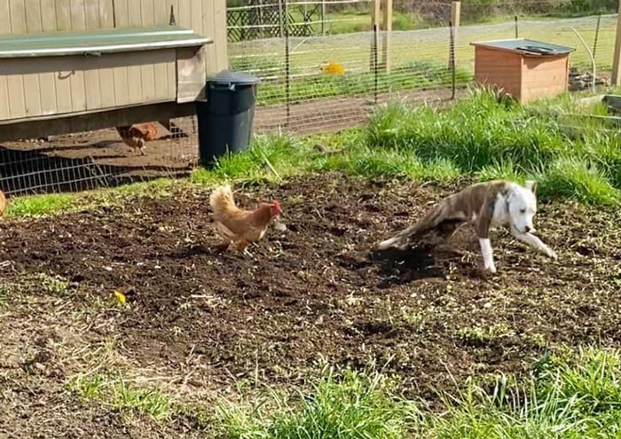 Funny Dogs (25 pics)