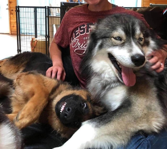 Funny Dogs (25 pics)