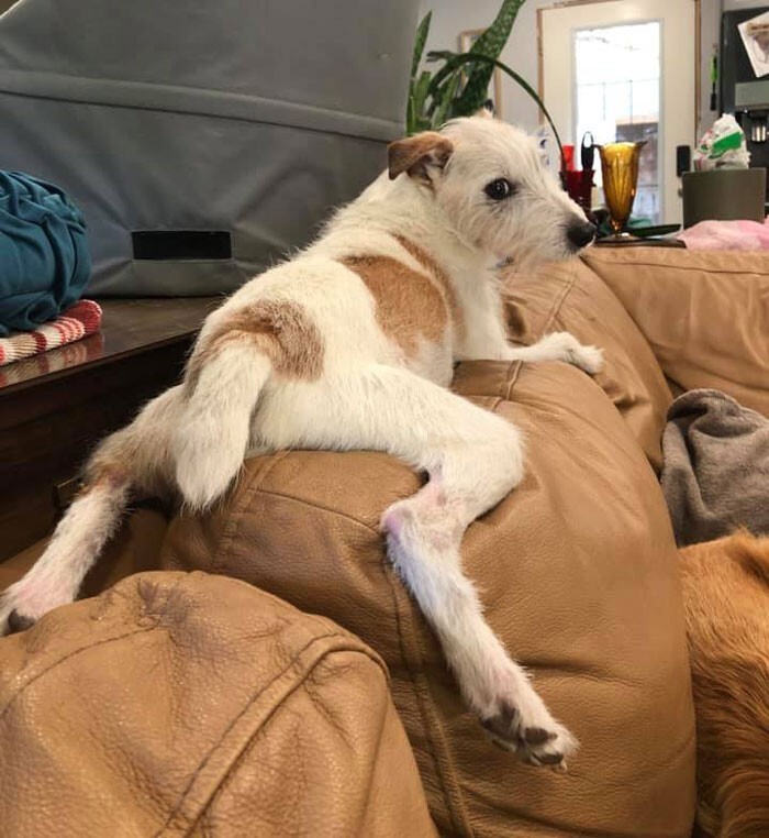 Funny Dogs (25 pics)