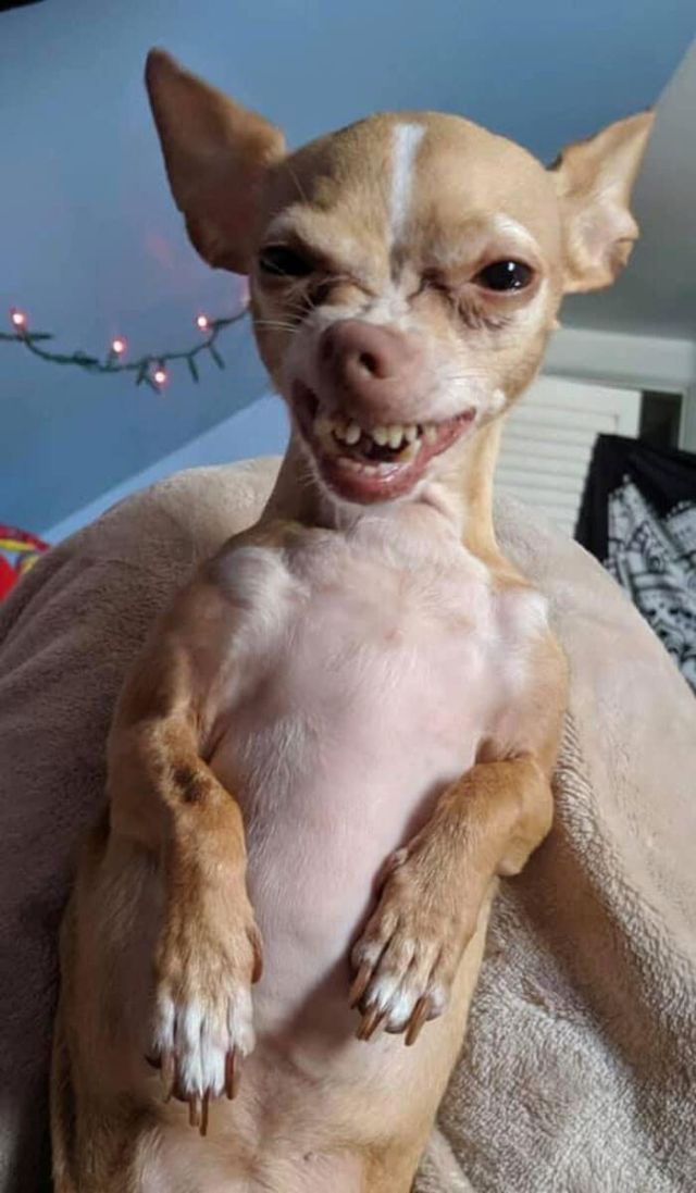 Funny Dogs (25 pics)