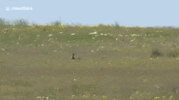 Acid GIFs, January 15 (25 gifs) Acid GIFs, January 15 (25 gifs)