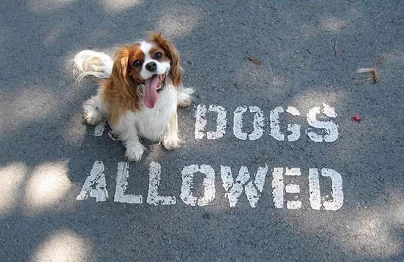 They Don't Care About The Rules (15 pics)