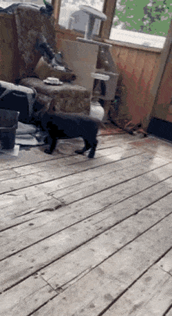 Acid GIFs, January 19 (25 gifs)