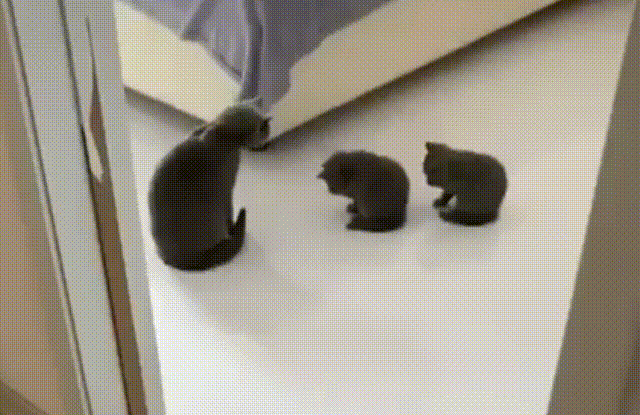 Acid GIFs, January 20 (25 gifs)