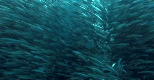 Acid GIFs, January 21 (25 gifs)